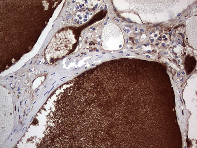 FAIM3 Antibody in Immunohistochemistry (Paraffin) (IHC (P))