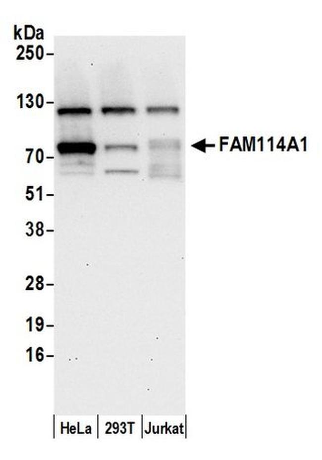 FAM114A1 Antibody in Western Blot (WB)