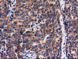 FAM127C Antibody in Immunohistochemistry (Paraffin) (IHC (P))