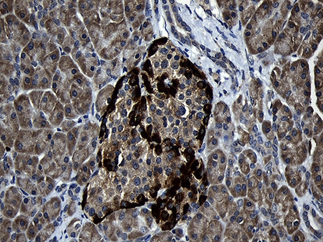 FAM131C Antibody in Immunohistochemistry (Paraffin) (IHC (P))