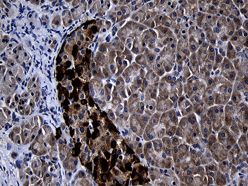 FAM131C Antibody in Immunohistochemistry (Paraffin) (IHC (P))
