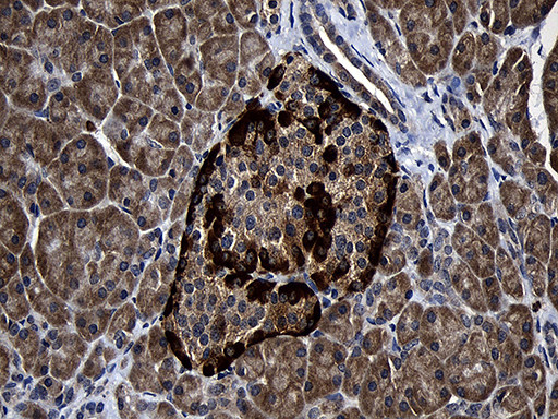 FAM131C Antibody in Immunohistochemistry (Paraffin) (IHC (P))