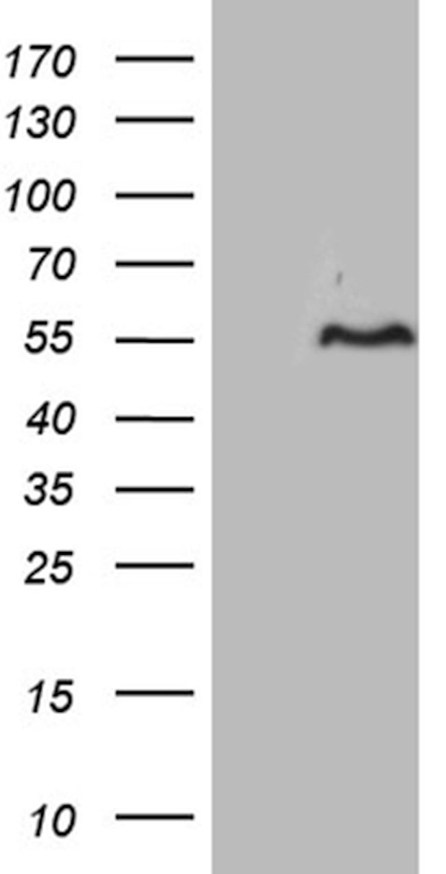 FAM131C Antibody in Western Blot (WB)
