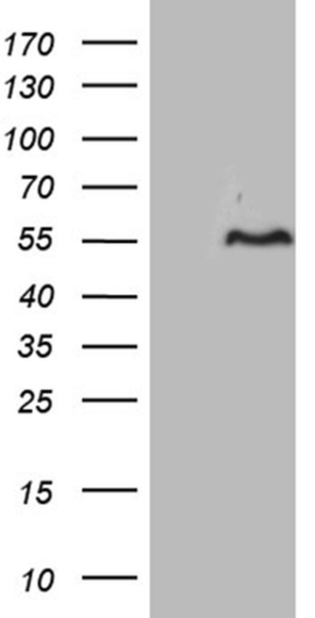 FAM131C Antibody in Western Blot (WB)