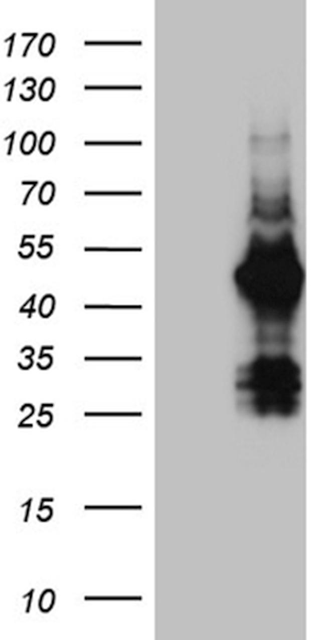 FAM131C Antibody in Western Blot (WB)