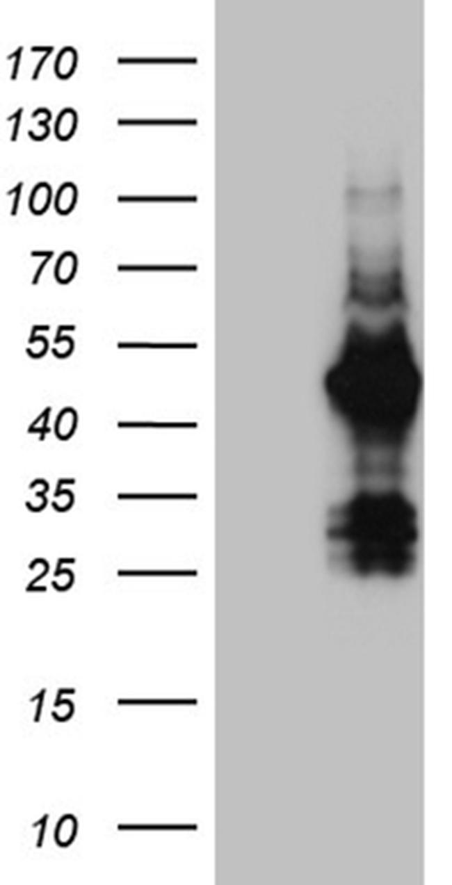 FAM131C Antibody in Western Blot (WB)