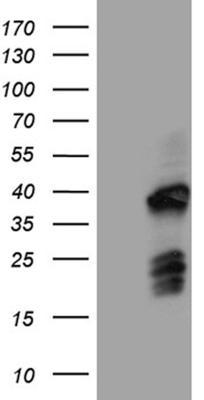 FAM131C Antibody in Western Blot (WB)