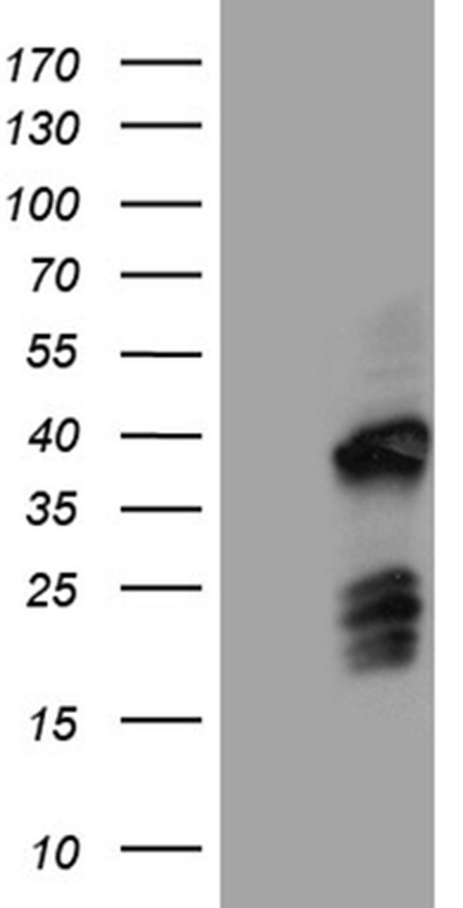 FAM131C Antibody in Western Blot (WB)