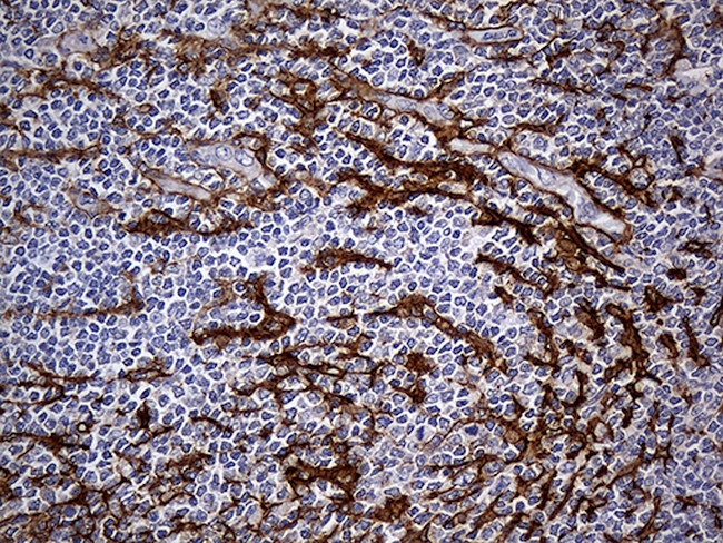 FAM151B Antibody in Immunohistochemistry (Paraffin) (IHC (P))