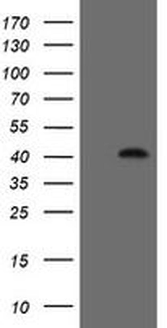 FAM164A Antibody in Western Blot (WB)