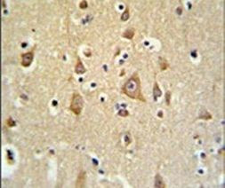 FAM44B Antibody in Immunohistochemistry (IHC)