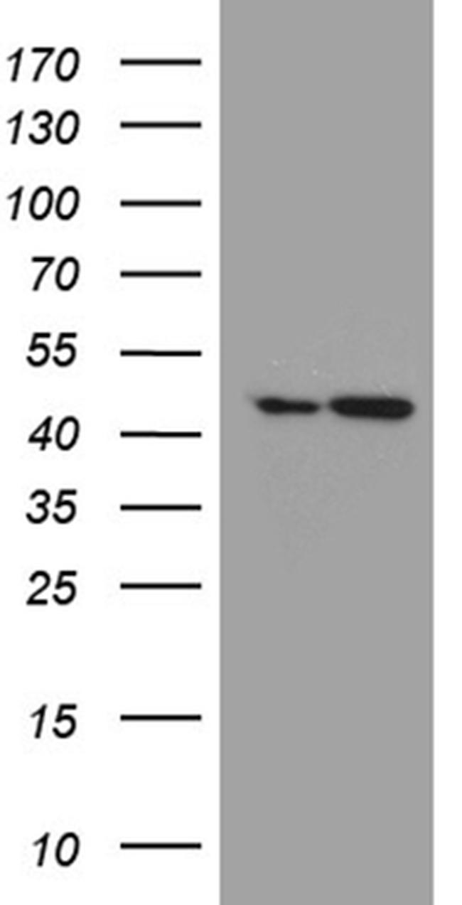 FAM54A Antibody in Western Blot (WB)