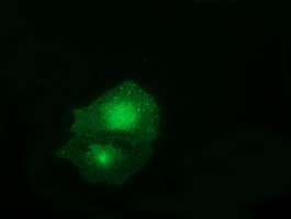 FAM84B Antibody in Immunocytochemistry (ICC/IF)