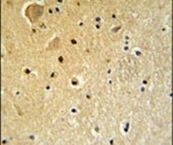 FAM92A1 Antibody in Immunohistochemistry (IHC)