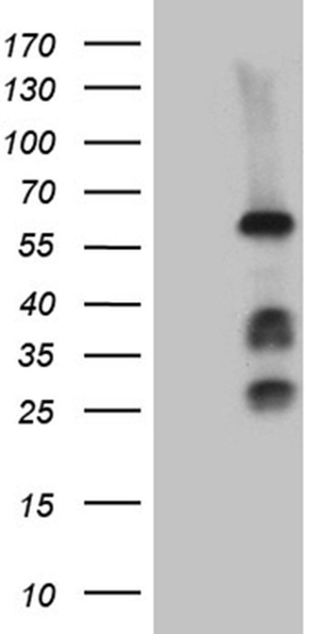 FANCC Antibody in Western Blot (WB)
