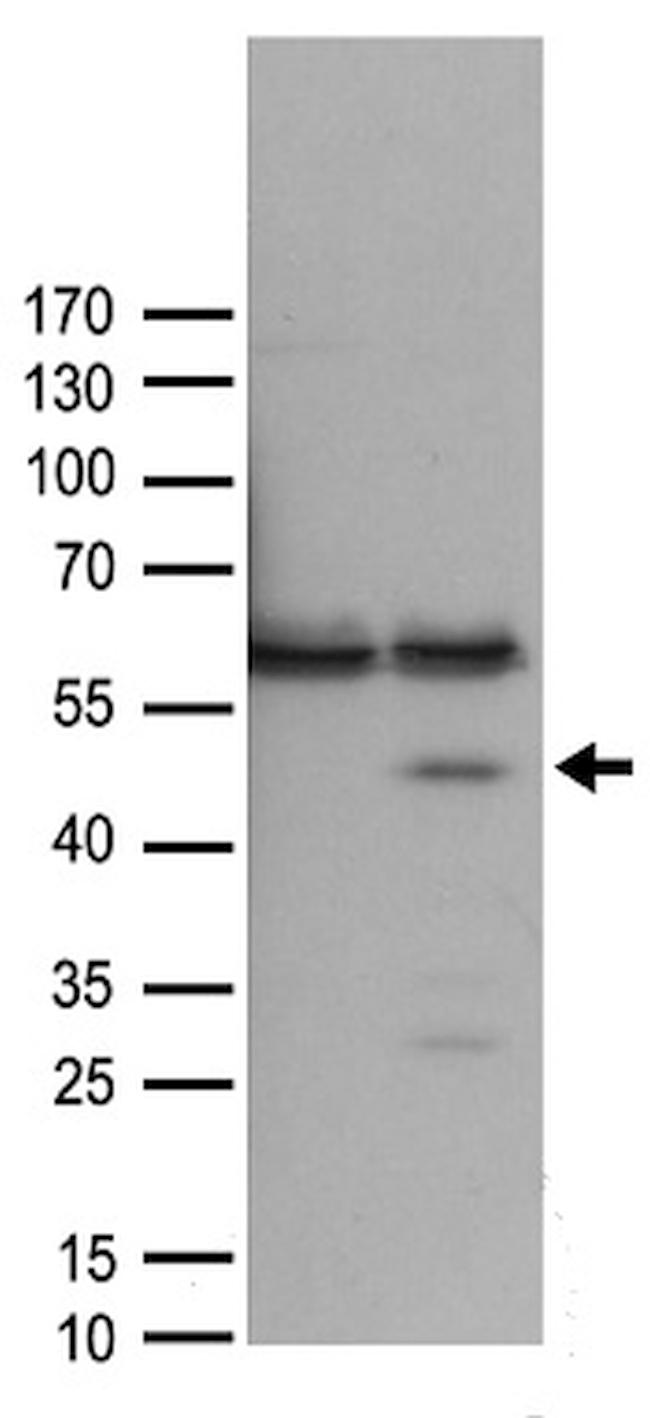 FANCL Antibody in Western Blot (WB)