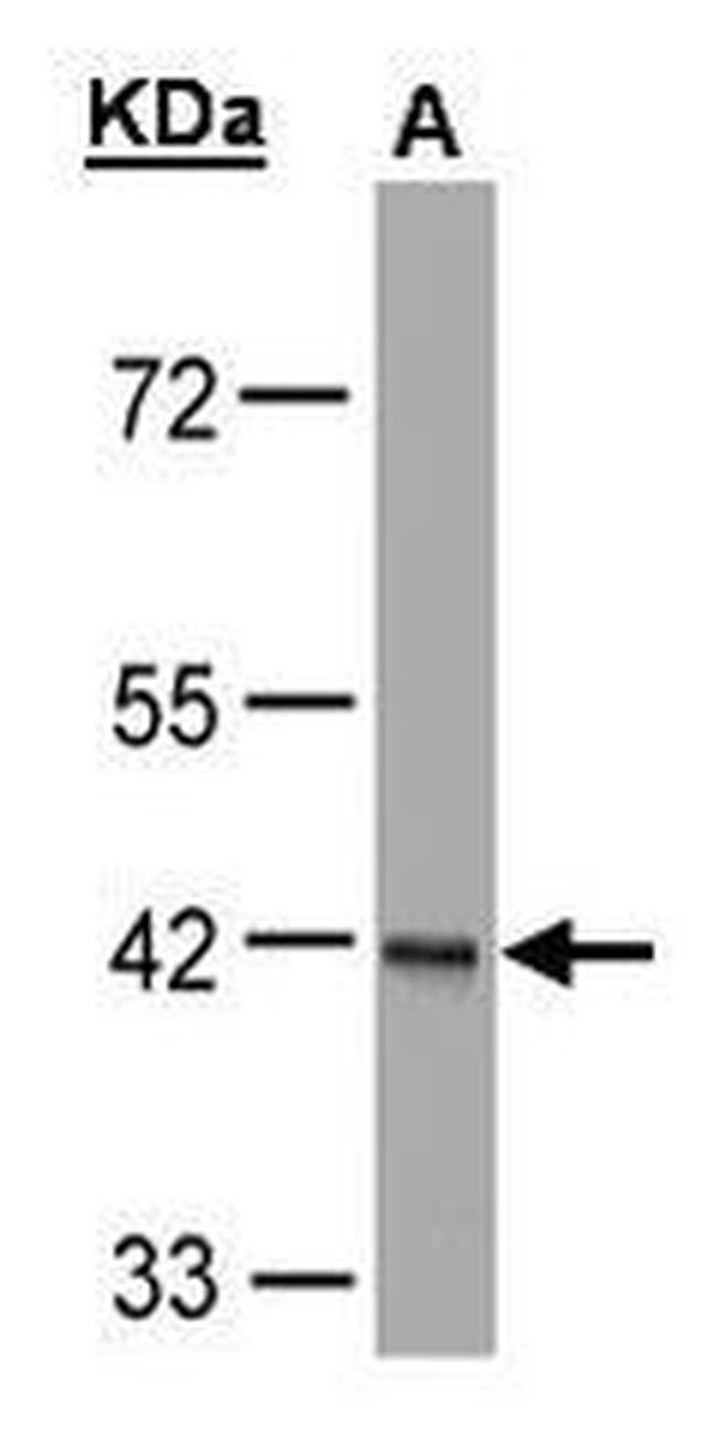 FANCL Antibody in Western Blot (WB)