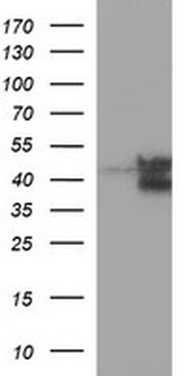 FAS Antibody in Western Blot (WB)