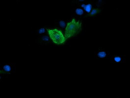 FATE1 Antibody in Immunocytochemistry (ICC/IF)