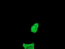 FATE1 Antibody in Immunocytochemistry (ICC/IF)