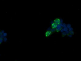 FATE1 Antibody in Immunocytochemistry (ICC/IF)