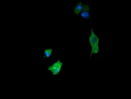 FATE1 Antibody in Immunocytochemistry (ICC/IF)