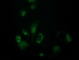 FAm127C Antibody in Immunocytochemistry (ICC/IF)