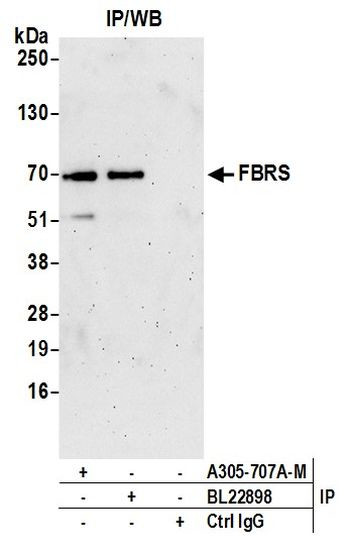 FBRS Antibody in Immunoprecipitation (IP)