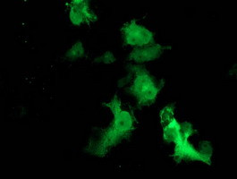 FBXO21 Antibody in Immunocytochemistry (ICC/IF)