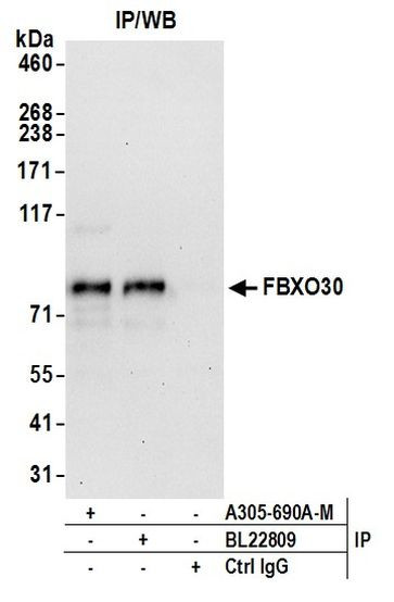 FBXO30 Antibody in Immunoprecipitation (IP)