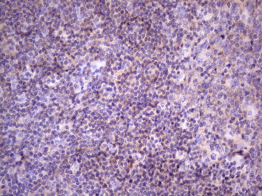 FBXO8 Antibody in Immunohistochemistry (Paraffin) (IHC (P))