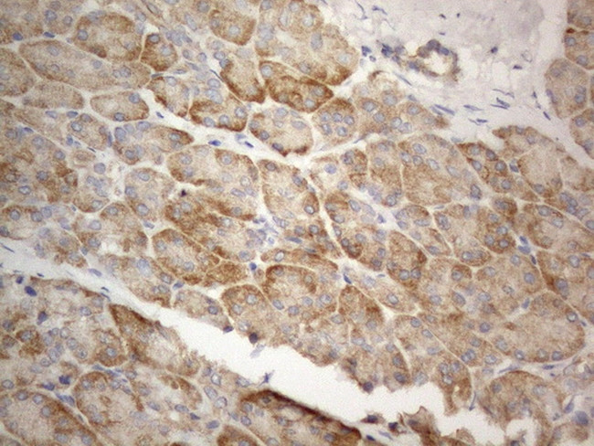 FBXO8 Antibody in Immunohistochemistry (Paraffin) (IHC (P))
