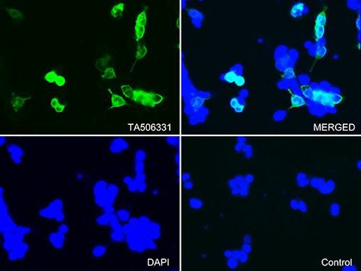 FCGR1A Antibody in Immunocytochemistry (ICC/IF)