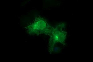 FCGR1A Antibody in Immunocytochemistry (ICC/IF)