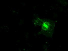 FCGR2A Antibody in Immunocytochemistry (ICC/IF)
