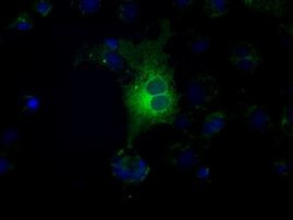 FCGR2A Antibody in Immunocytochemistry (ICC/IF)
