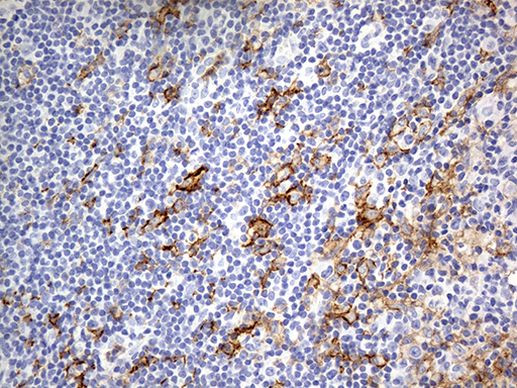 FCGR2A Antibody in Immunohistochemistry (Paraffin) (IHC (P))