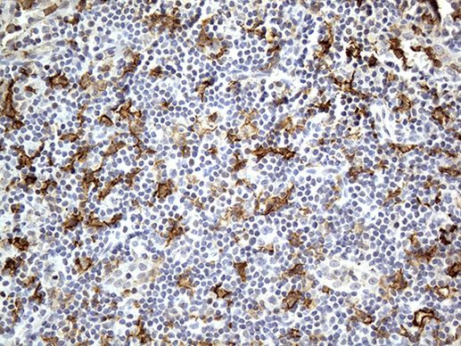 FCGR2A Antibody in Immunohistochemistry (Paraffin) (IHC (P))