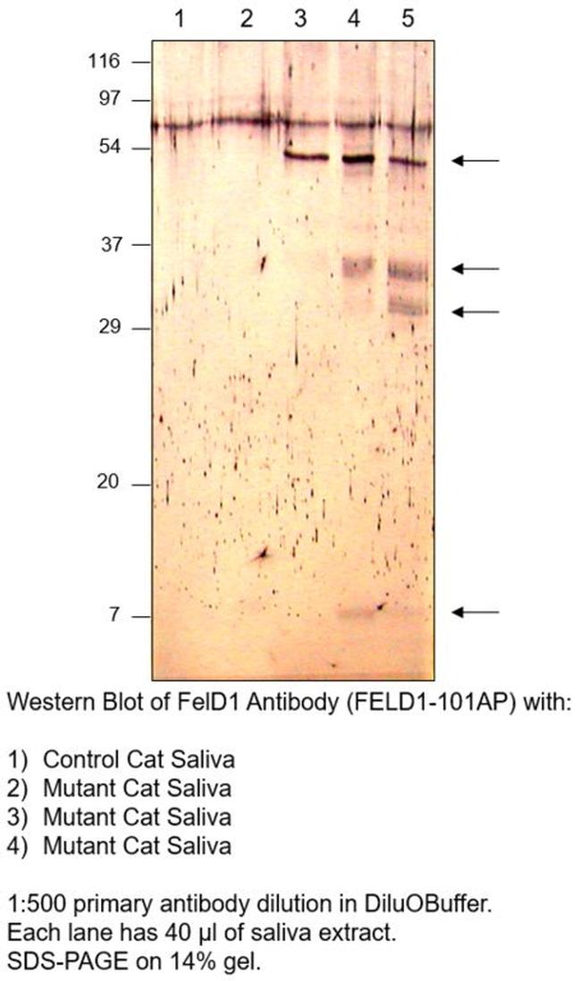 FEL D1 Major allergen 1 polypeptide chain 1 Antibody in Western Blot (WB)