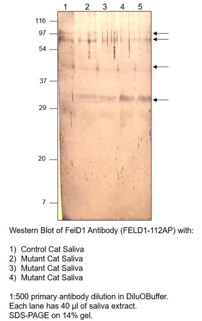 FEL D1 Major allergen 1 polypeptide chain 2 Antibody in Western Blot (WB)