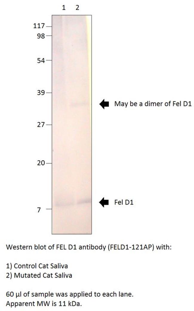 FEL D1 Major allergen 1 polypeptide chain 1 Antibody in Western Blot (WB)