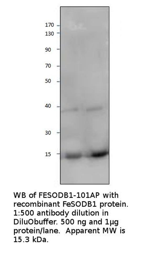 FeSODB1 Antibody in Western Blot (WB)
