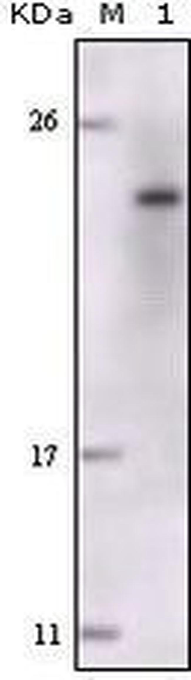 FES Antibody in Western Blot (WB)