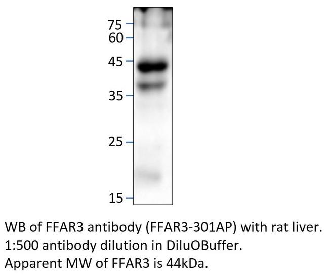 FFAR3 Antibody in Western Blot (WB)