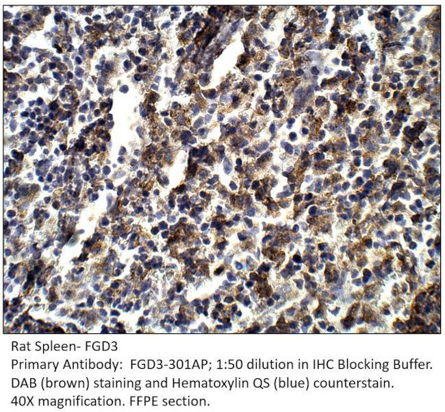 FGD3 Antibody in Immunohistochemistry (IHC)