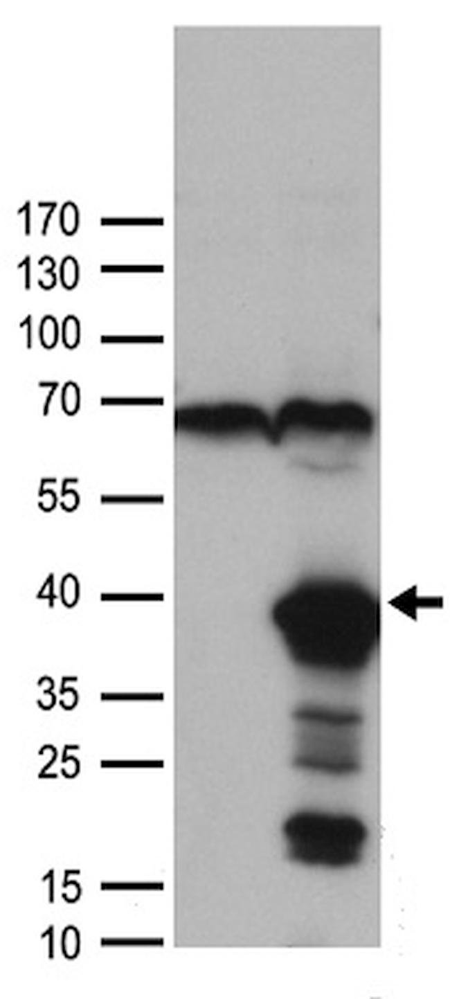 FGF2 Antibody in Western Blot (WB)