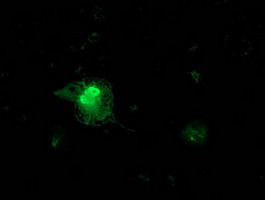 FGF21 Antibody in Immunocytochemistry (ICC/IF)