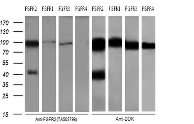 FGFR2 Antibody in Western Blot (WB)