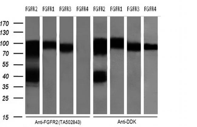 FGFR2 Antibody in Western Blot (WB)