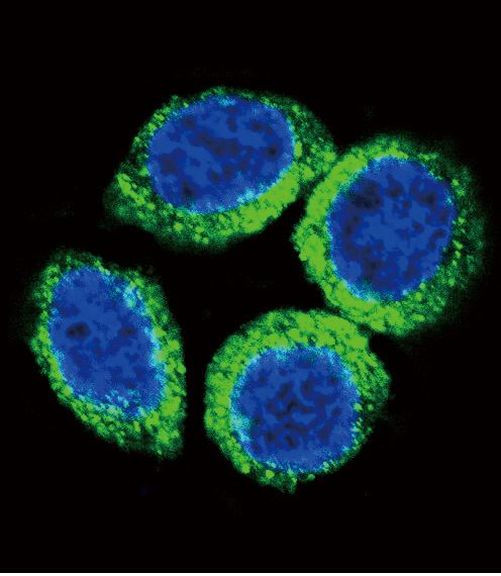 FGFR2 Antibody in Immunocytochemistry (ICC/IF)